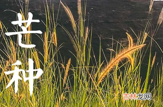 2023芒种是哪天几点几分 2023年芒种是什么时候