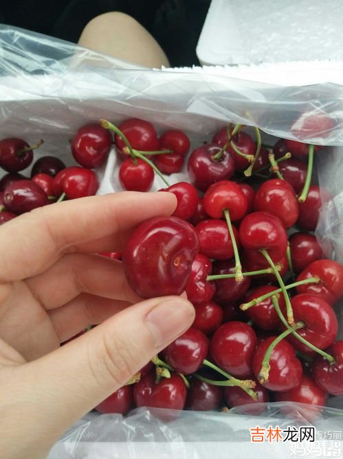 车厘子能和牛奶一起吃,车厘子能和牛奶一起吃吗 车厘子牛奶一起吃可以吗