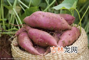 香蕉和红薯能一起吃吗,吃红薯完,可以吃香蕉吗