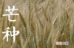 2023年芒种是几月几日几点