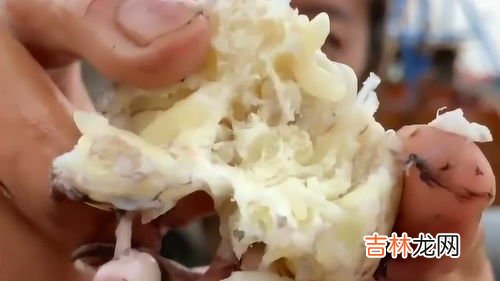 八爪鱼大米是什么意思,为什么八爪鱼的大米跟正常的水稻的米一样吗