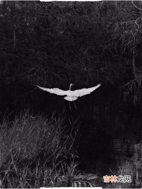 空镜头的作用,什么叫空镜头