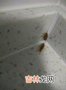 卧室有蟑螂怎么办,房间有蟑螂怎么办?