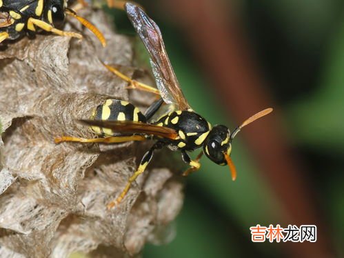 蜜蜂和马蜂的区别,马蜂蜜蜂区别