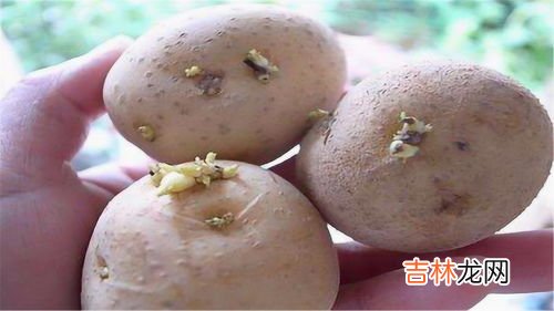 发芽的土豆能吃吗,发芽的土豆能吃吗