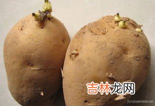 发芽的土豆能吃吗,发芽的土豆能吃吗