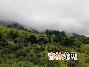 正山小种产地,正山小种是什么茶 正山小种原产地在哪