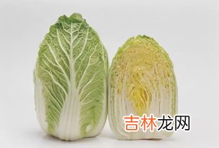 白菜和娃娃菜的区别,怎样辨别大白菜和娃娃菜