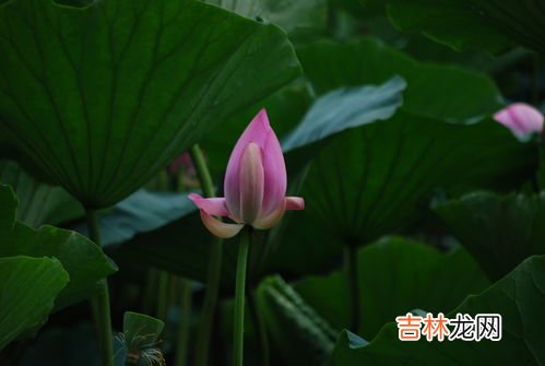 小荷才露尖尖角描写什么季节,小荷才露尖尖角，早有蜻蜓立上头.是描写什么季节的