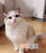 布偶猫为什么不能养,养布偶猫十大禁忌