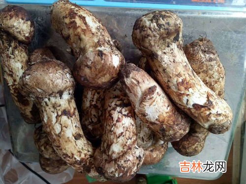 干松茸菌的功效和吃法,松茸菌的食用方法 松茸菌的食用方法是什么