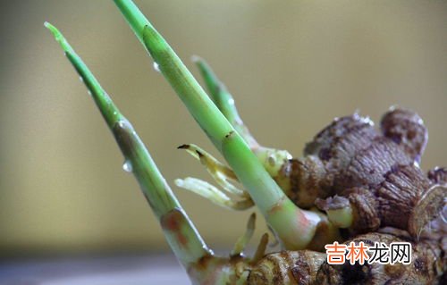 地瓜发芽能吃吗,发芽的红薯能吃吗？