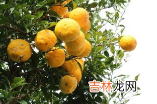 柚子的禁忌,吃柚子有哪些禁忌