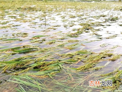 双季稻是指早稻和晚稻吗,我国有哪些水稻种植季节？