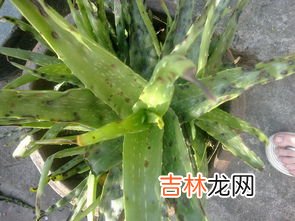 新鲜芦荟可以吃吗,芦荟能不能吃