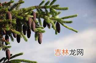 高原上有什么植物和动物,高原上有什么植物和动物？