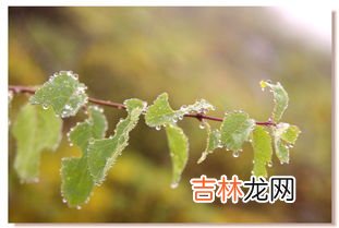 高原上有什么植物和动物,高原上有什么植物和动物？