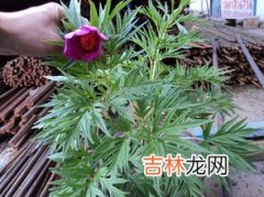 高原上有什么植物和动物,高原上有什么植物和动物？