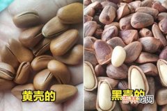 松子壳是什么垃圾,松子是什么垃圾