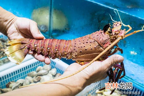 清蒸澳洲龙虾窍门,澳龙清蒸怎么做
