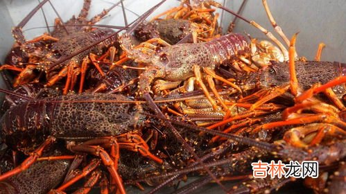 清蒸澳洲龙虾窍门,澳龙清蒸怎么做
