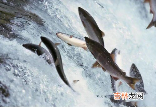 三文鱼是淡水鱼还是海水鱼,三文鱼是淡水鱼还是海水鱼