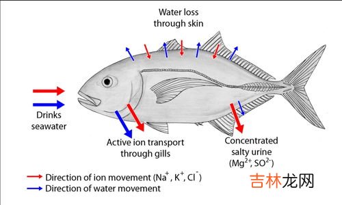 三文鱼是淡水鱼还是海水鱼,三文鱼是淡水鱼还是海水鱼