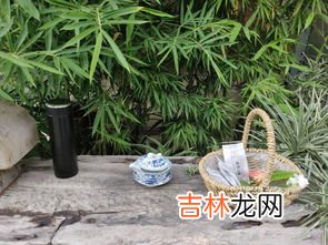 陈皮白茶哪些人不能喝,陈皮老白茶功效与作用