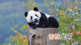 熊猫的特点是什么,我想问一下大熊猫有什么特点呢