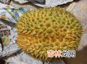 榴莲有酒味还能吃吗,榴莲熟透了有酒精味可以吃吗