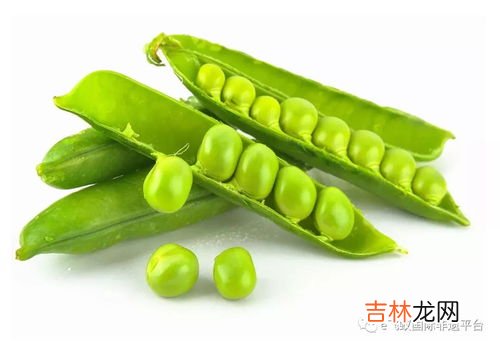 碗豆什么时候可种,豌豆什么时候播种