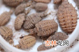 苍虫能吃吗有营养吗,金鱼除了吃鱼食还可以吃什么？