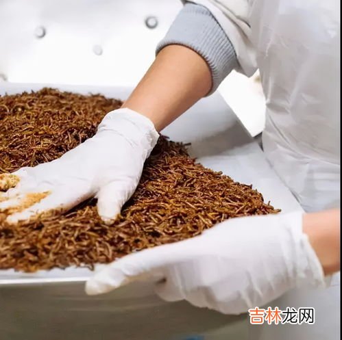 苍虫能吃吗有营养吗,金鱼除了吃鱼食还可以吃什么？