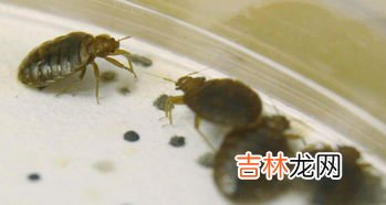 怎么杀蟑螂彻底,蟑螂怎么消灭最干净彻底的方法