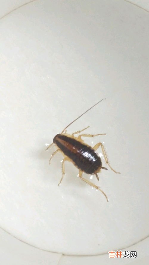 怎么杀蟑螂彻底,蟑螂怎么消灭最干净彻底的方法