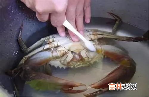 毛贝怎么清洗,活毛贝怎么处理 活毛贝如何处理
