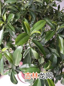 金钱树的养殖方法和注意事项是啥,金钱树的养殖方法和注意事项