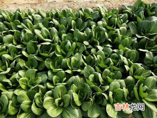 哪些蔬菜适合打蔬菜汁,可以榨汁的蔬菜有哪些?