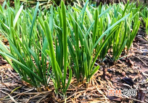 韭菜怎样保存不容易坏,韭菜怎么保鲜储藏