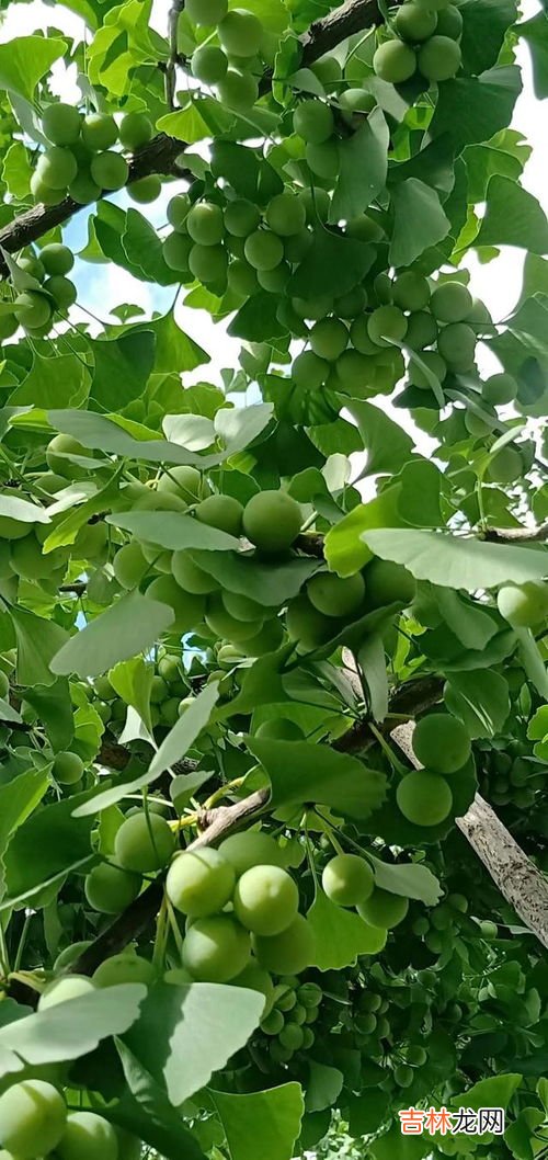 银杏果是什么样子,银杏果长什么样能吃吗