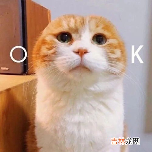 集美什么梗,集美是什么意思