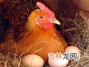诱导母鸡抱窝的方法,如何让母鸡抱窝