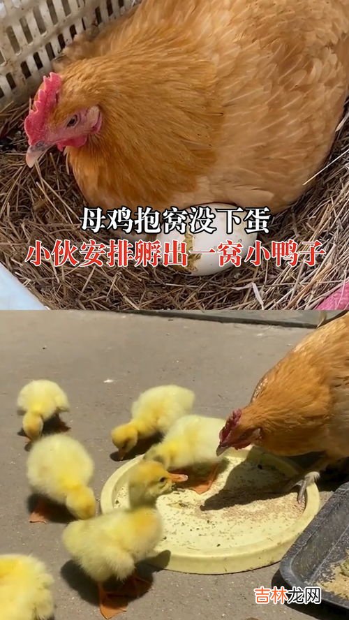 诱导母鸡抱窝的方法,如何让母鸡抱窝