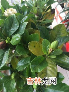 花叶子发黄是什么原因,花的叶子黄了 是什么原因