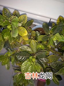 花叶子发黄是什么原因,花的叶子黄了 是什么原因