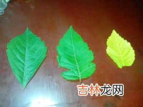 三捆树叶是什么意思,三片树叶的拼音?