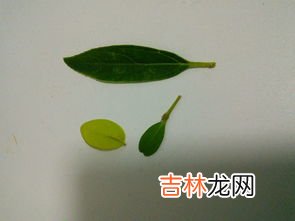 三捆树叶是什么意思,三片树叶的拼音?