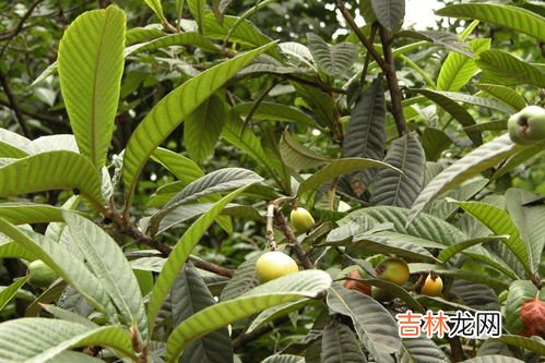 三捆树叶是什么意思,三片树叶的拼音?