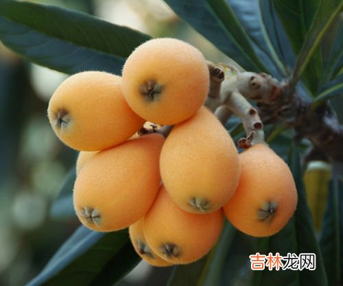 枇杷怎样保存久一点,枇杷怎么保存时间长