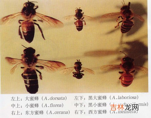 维持大群的中蜂品种有哪些,如何培育中蜂大群